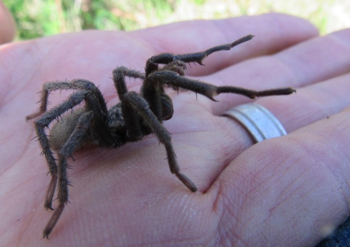 False Tarantula